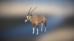 Oryx antelope model (animal)