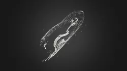 Paramecium Cb2 obj file