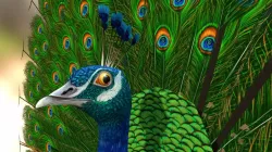 Peacock