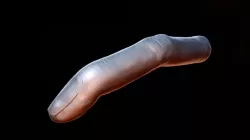 Pointer finger