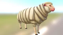 Sheep