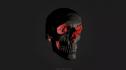 Skull (CT Scan)
