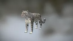 Snow leopard