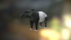 Tapir