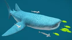 Whale Shark - First Animation