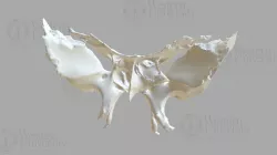 300004 Human Sphenoid
