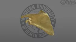300099 Human Scapula