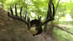 3D Scan - Deer Antlers