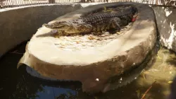A living Crocodile