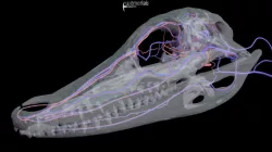 Alligator head vasculature - OUVC 10389