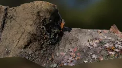 Autumn ground