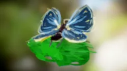 Blue Morpho