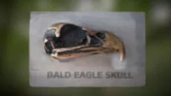 Bronze Bald Eagle Skull Display