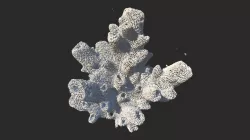 coral ct scan