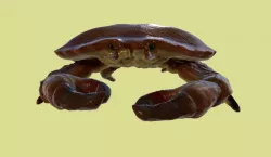 Crab
