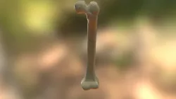 Femur
