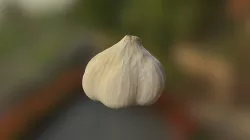 Garlic