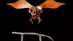 Imp