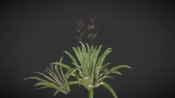 NZ Flax