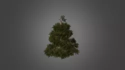 Pine Tree