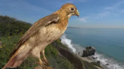 Red-tailed Hawk (with sound)
