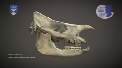 Rhinoceros skull