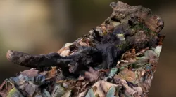 Root