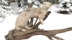 Short-Tailed Weasel (Ermine, stoat)