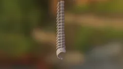 Spine