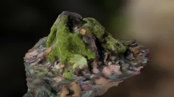 Stump 2