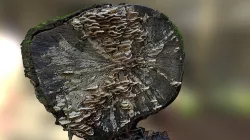 Turkey Tail Mushroom - Trametes Versicolour No 2