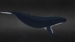 Whale