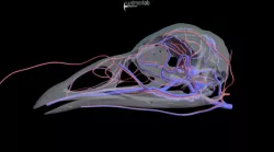 Wild turkey head vasculature - OUVC 10599