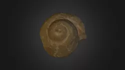 Amonite
