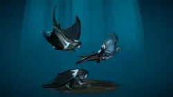 Baby Manta Legs Swimming