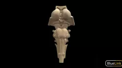 Brainstem Model - Labeled