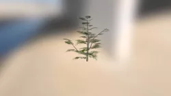 Bush