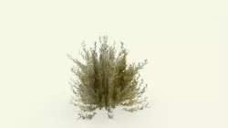 Bush Test