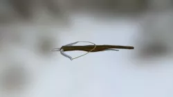 Crossbow Model