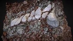 Dinosaur fossil bone PBR