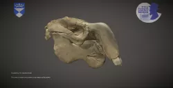 Dugong skull