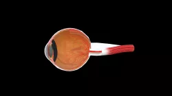 Eyeball