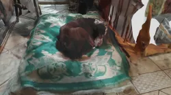 Fast Dog Scan - Display.land