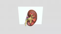 Ginjal 3d mer