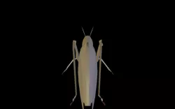 Grasshopper