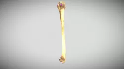 Humerus (Labeled)