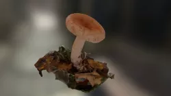 Lactarius torminosus