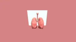Lungs