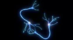 Nerve Cell Anatomy In Details