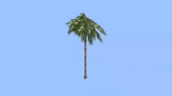 Palm Tree